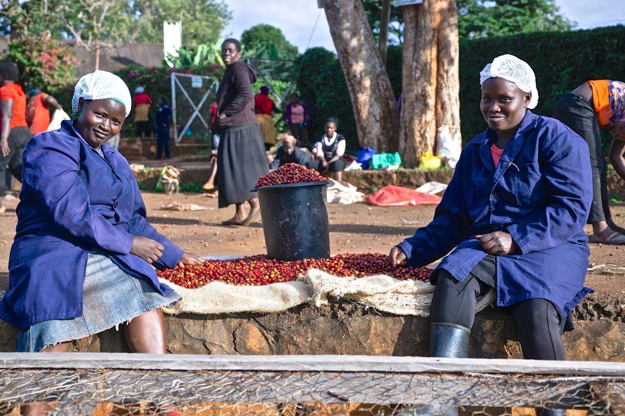 Women workers sorting freshly harvested coffee cherries at a Kenyan estate