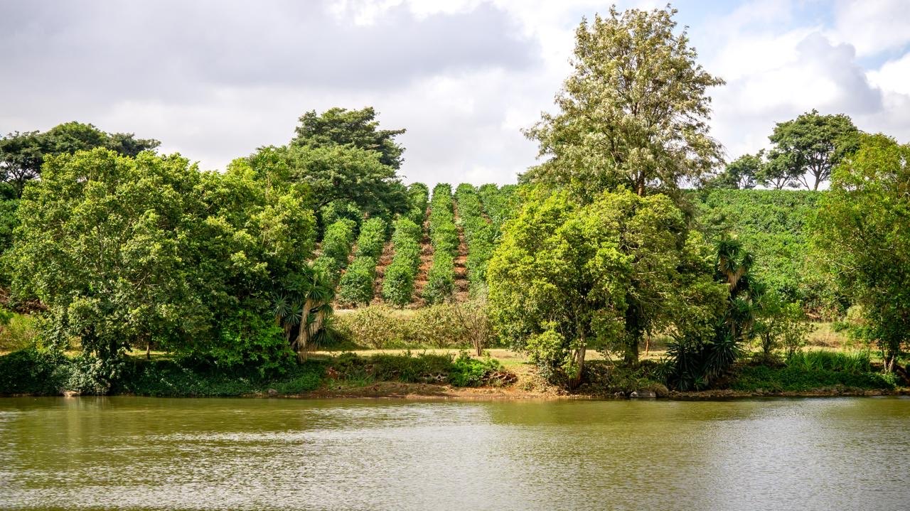 The coffee landscape at Fairview Estate, Kiambu, Kenya
